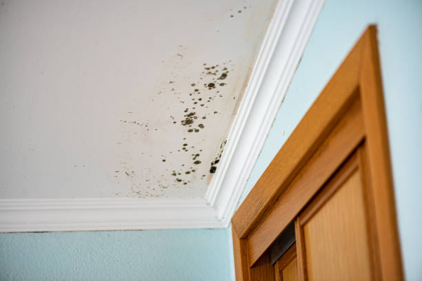 Best Toxic Mold Removal  in Brooklyn Heights, OH