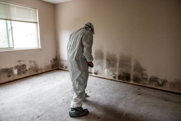 Best Attic Mold Removal  in Brooklyn Heights, OH