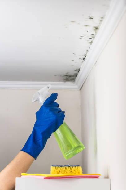 Best Mold Damage Repair  in Brooklyn Heights, OH